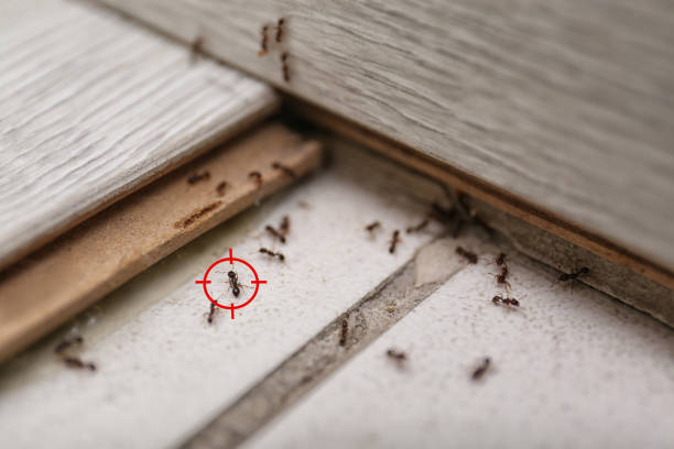 Best Mosquito Control Services  in Heceta Beach, OR